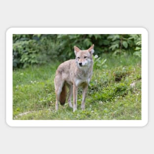 A lone Coyote in the forest Sticker